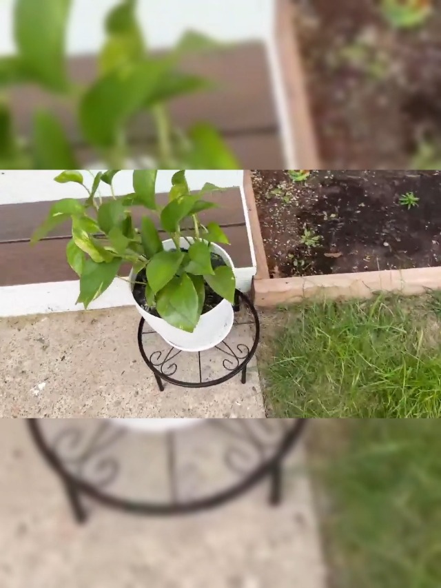 Amazon.com : bussdis 10.24IN Short Plant Stand-Heavy Duty Flower